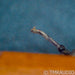 Grado The Reference V1 MI Phono Cartridge; Moving Iron