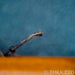 Grado The Reference V1 MI Phono Cartridge; Moving Iron