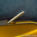 My Sonic Lab Signature Gold MC Cartridge; Moving Coil